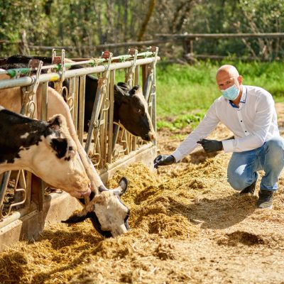 Male cow veterinarian wearing an antivirus mask at farm takes analyzes.